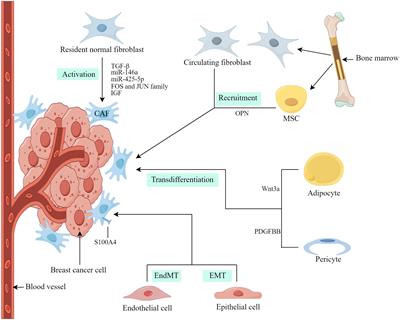 Frontiers The Importance Of Cancer Associated Fibroblasts In Targeted